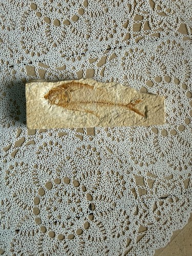 Diplomystus dentatus fossil - diplomystus,
