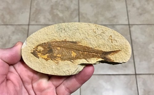 Nice knightia fish - fish, fossil