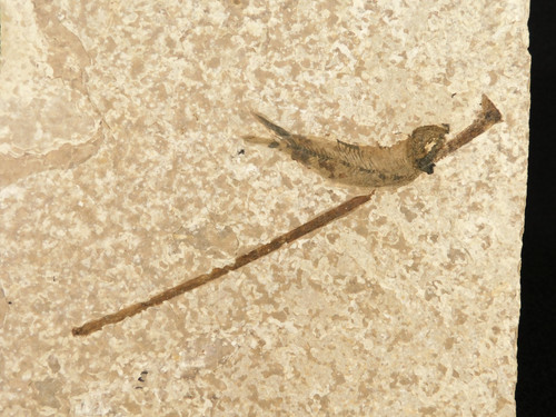 Fish fossil with plant - fish,