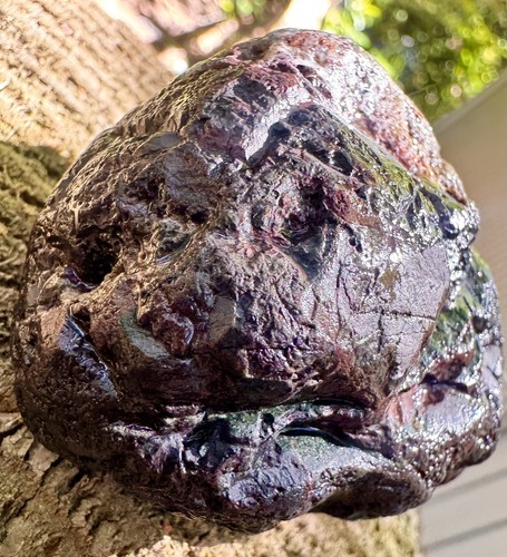 Museum grade fossilized - museum-grade,