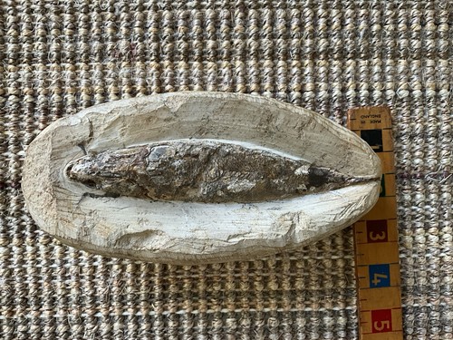 Ancient fish fossil - ancient,