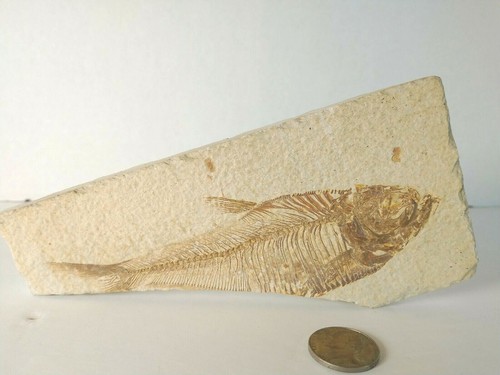 Knightia fish fossil - fish,