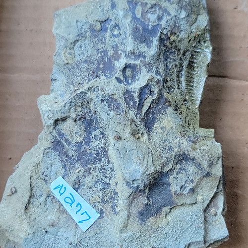 N277 fossilized bony - n277,
