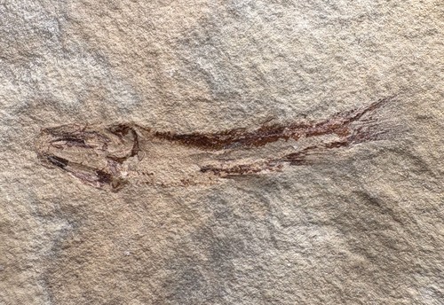 Bear gulch fossil fish - gulch,