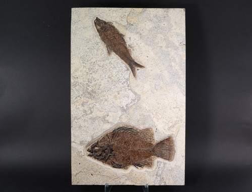 Nice priscarcara fossil - priscarcara,