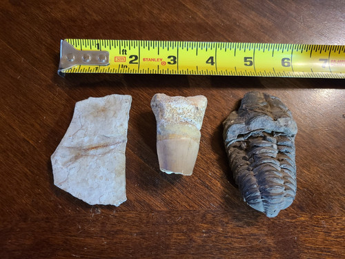 Lot fossils unknown history - lot,