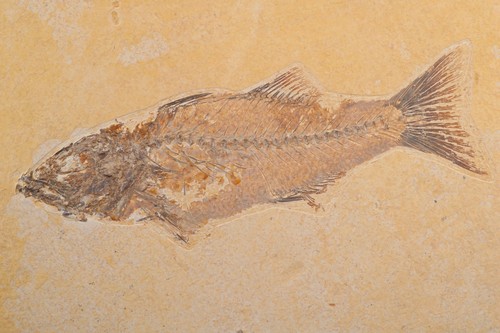 Large mioplosus fossil - large, 10.4"