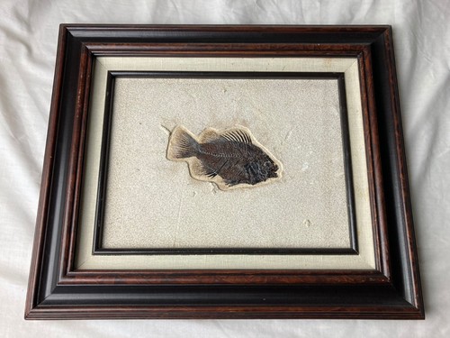 Framed priscacara eocene - priscacara,