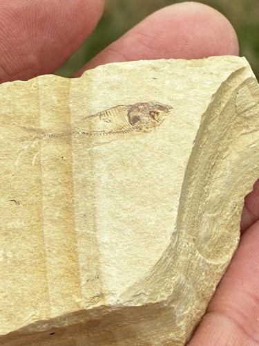 Fossilized fish - fossilized,