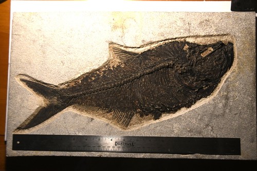 Fossil fish inches - fish, 19
