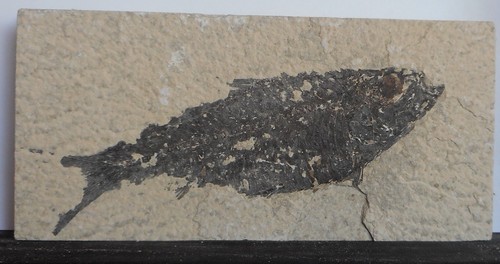Fossil fish wyoming green - fish, .