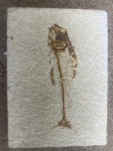 Fish fossil - fish,
