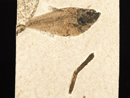 Fish fossil with - with, a