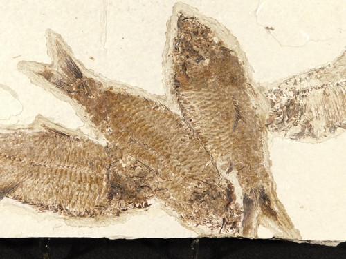 Four very nice knightia fish - four!,