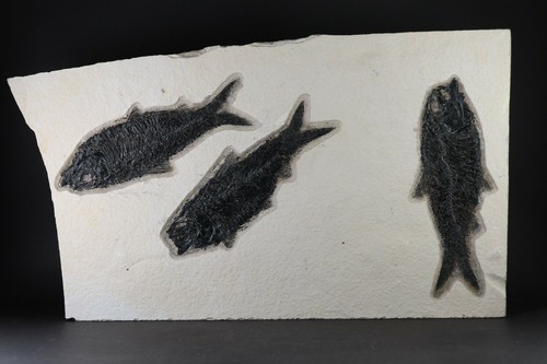 Fossil fish superb - fish, 3