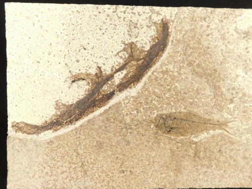Fish fossil with - a, very