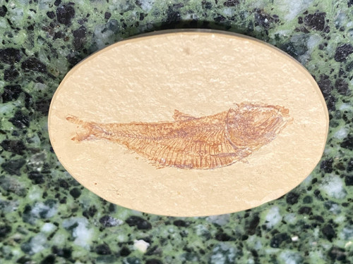 Great diplomystus fossil - great,