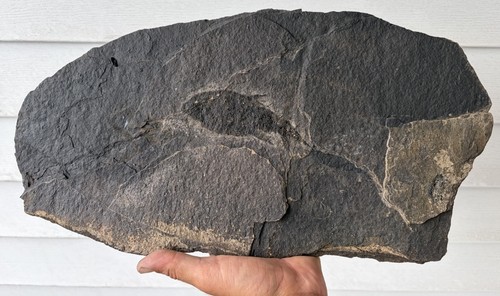 Rare jurassic dinosaur age - dinosaur,