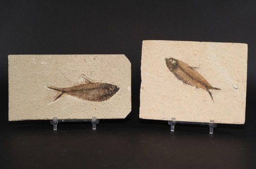 Diplomystus knightia fossil - diplomystus, &