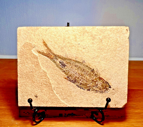 Fossil fish matrix circa - fish, on