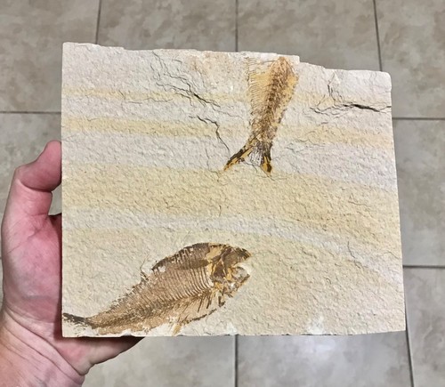 Awesome double knightia - awesome, fish