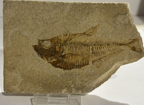Fish fossil nearly whole fish