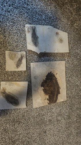 Fossil fish phareodus - mio, and