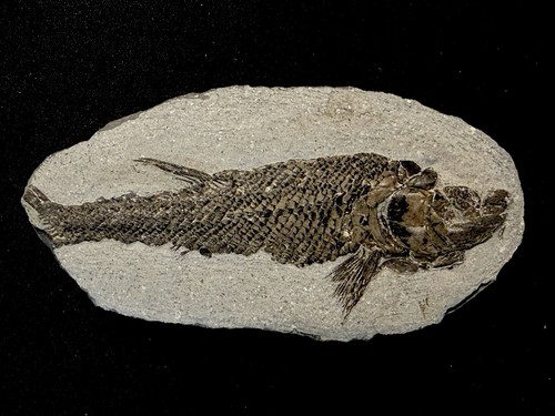 Fossil fish perleidus - fish, ，perleidus