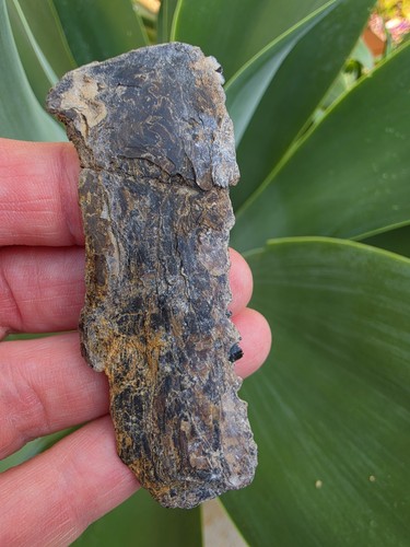 Saurodon jaw section - saurodon?,
