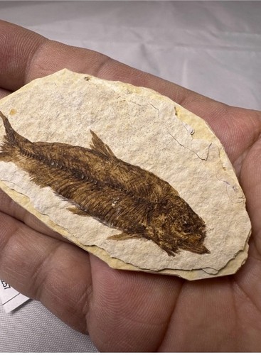 Grade knightia eocaena - a,