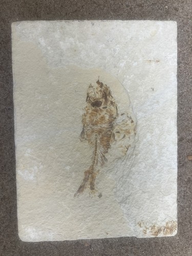 Fish fossil - fossil, (wyoming)