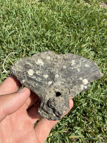 Giant prehistoric fossil tuna - prehistoric,