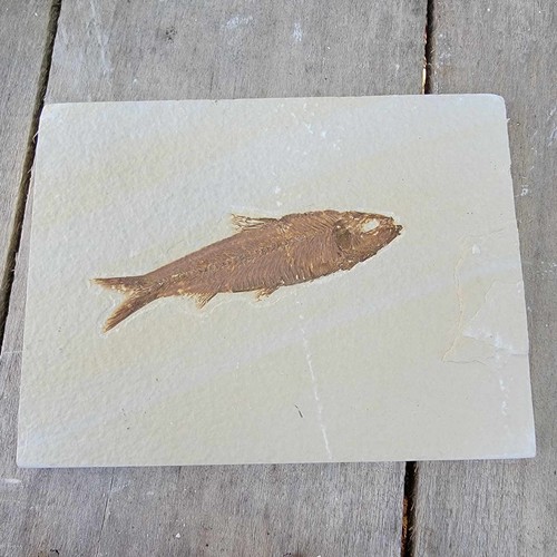 Knightia wyoming fossil fish - wyoming,