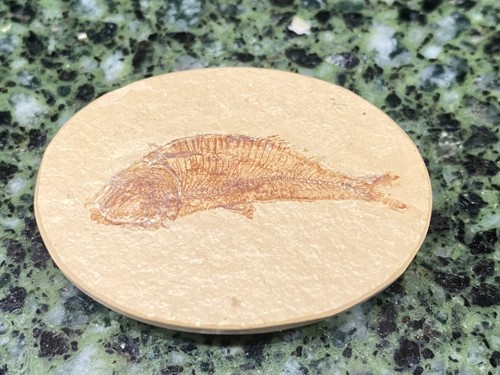 Great diplomystus fossil - 1.25",