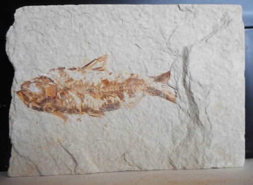 Fossil fish wyoming green - fossil,