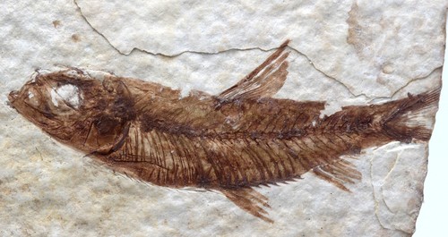 Knightia fossil fish - knightia,