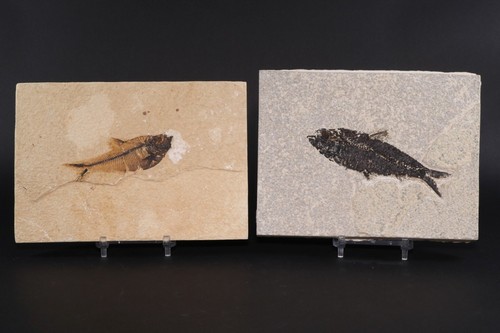 Diplomystus knightia fossil - knightia,