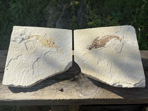 Large eocene bony fish fossil - large,
