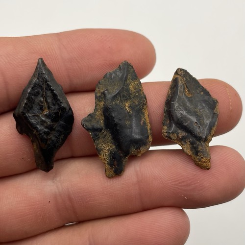 Fossilized gar scales set - fossilized, 3