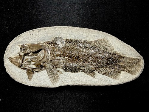 Fossil fish perleidus - fossil,