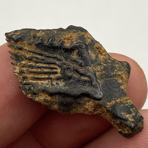Gar scale fossil ice - gar, fish