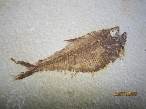 Great diplomystus dentatus - great,