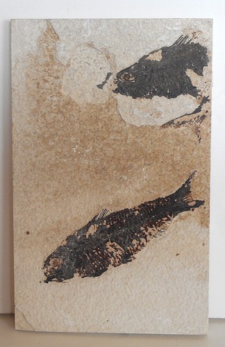 Fossil fish wyoming green - fossil, .