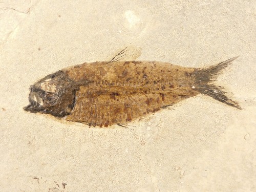 Million year old knightia - 49,