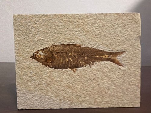Amazing knightia fossil - amazing, fish