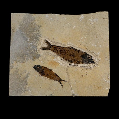 Two knightia eocaena fossil - knightia,
