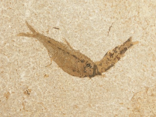 Two million year - two, 50